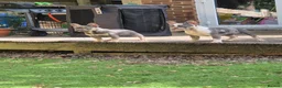 French Bulldog dogs for sale: French bulldog female ready leave - Advert 8
