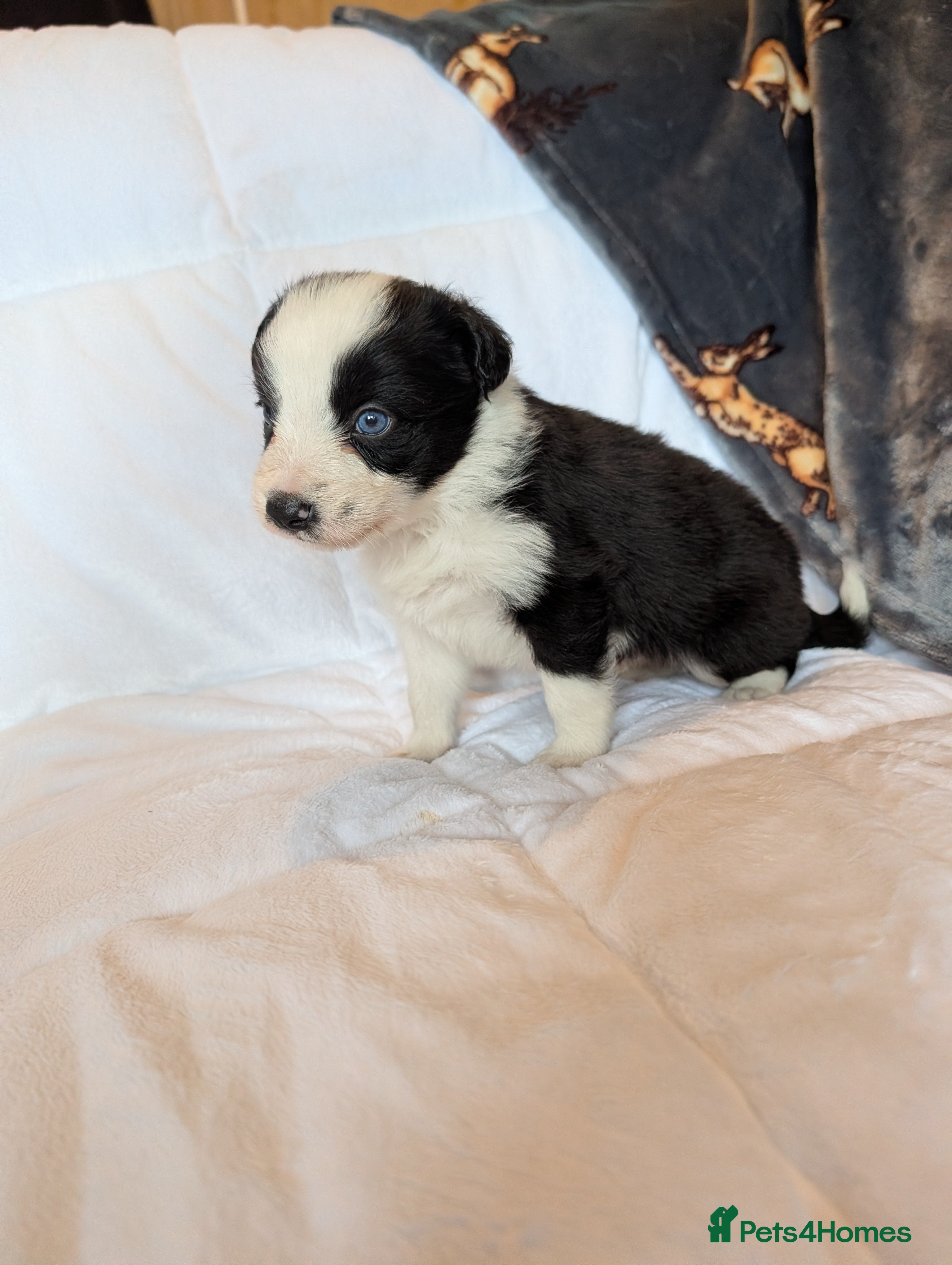 Border Collie dogs Traditional border collie puppies - Advert 5