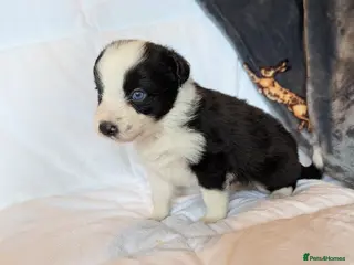 Border Collie dogs Traditional border collie puppies - Advert 6