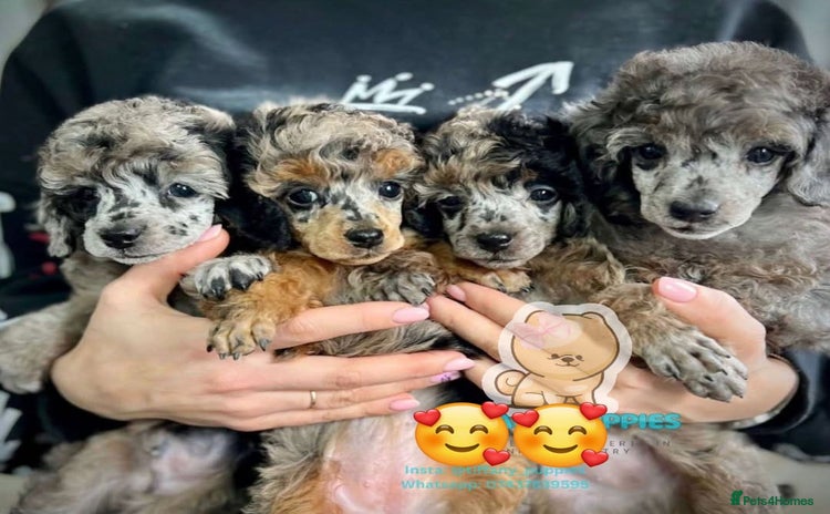 Toy Poodle dogs - Advert 8