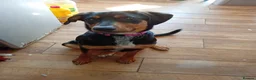 Mixed Breed dogs for sale: 6 month old female puppy  - Advert 3