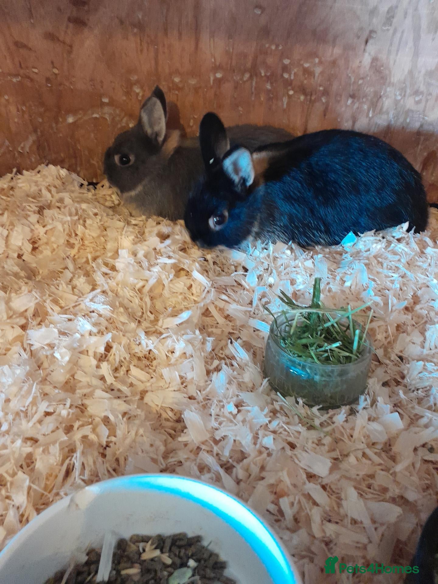 Netherland Dwarf rabbits Netherland dwarf rabbits for sale - Advert 4