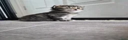 British Longhair cats for sale: Stunning fluff balls blh cross  - Advert 20