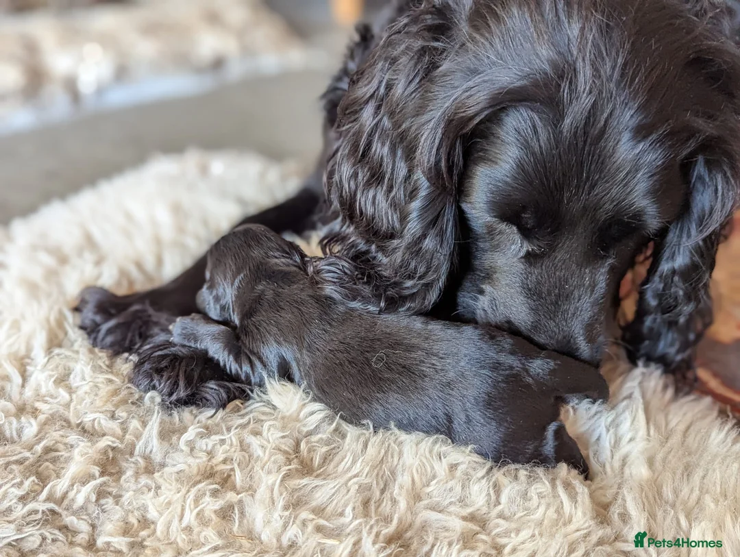 Cocker Spaniel dogs for sale: Working cocker spaniels  - Advert 8