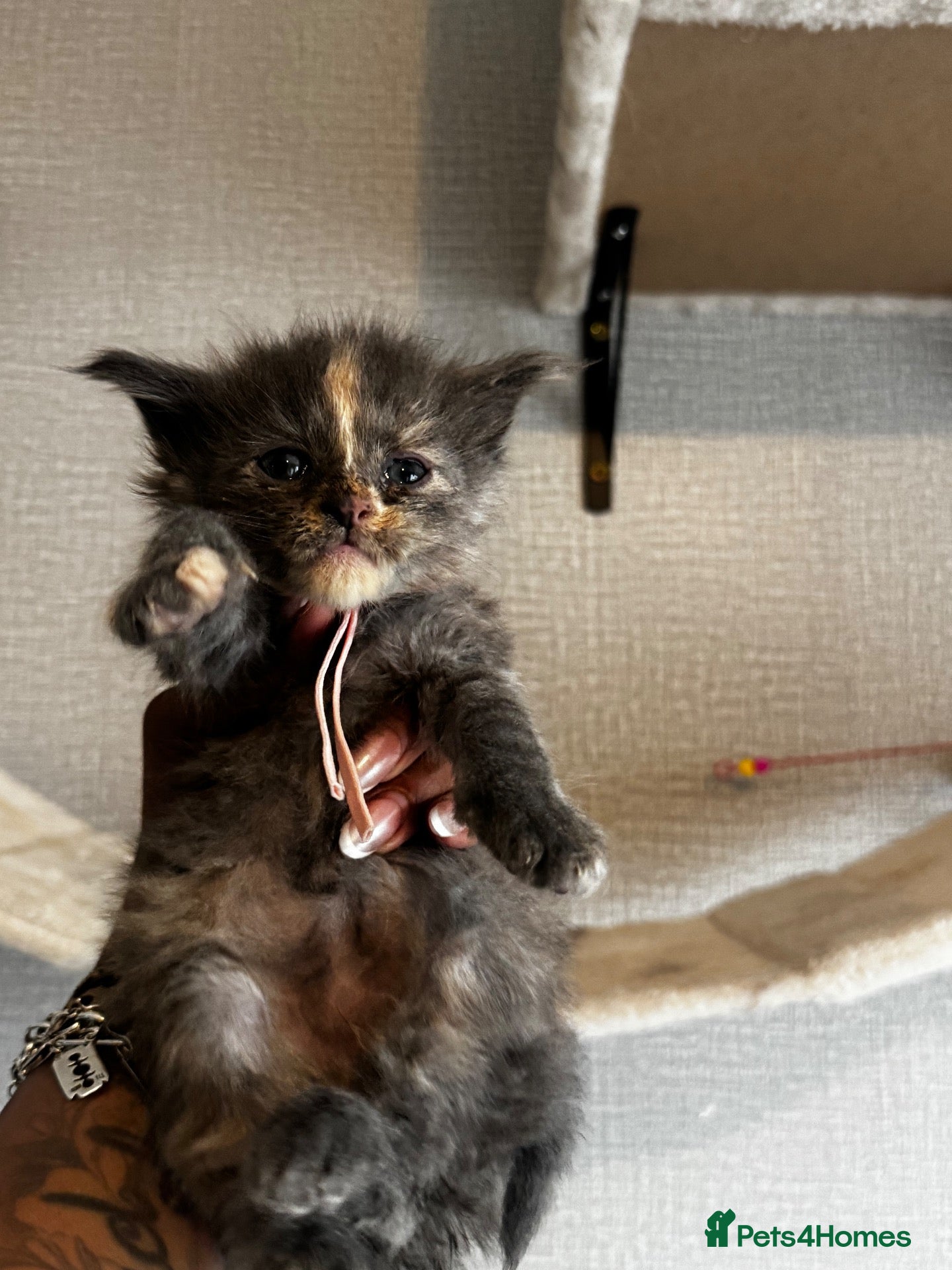 Maine Coon cats 🐾 FINAL ONE  -MAINE COON KITTENS 🐾 - Advert 2