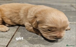 Golden Retriever dogs for sale: KC registered pedigree Golden Retriever pups - Image 15