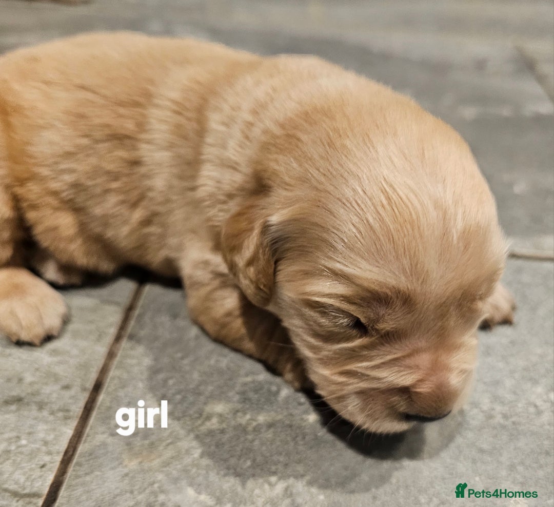 Golden Retriever dogs for sale: KC registered pedigree Golden Retriever pups - Image 15
