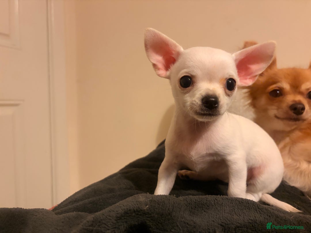 Mixed Breed dogs for sale: Beautiful chihuahua X puppies - Advert 9
