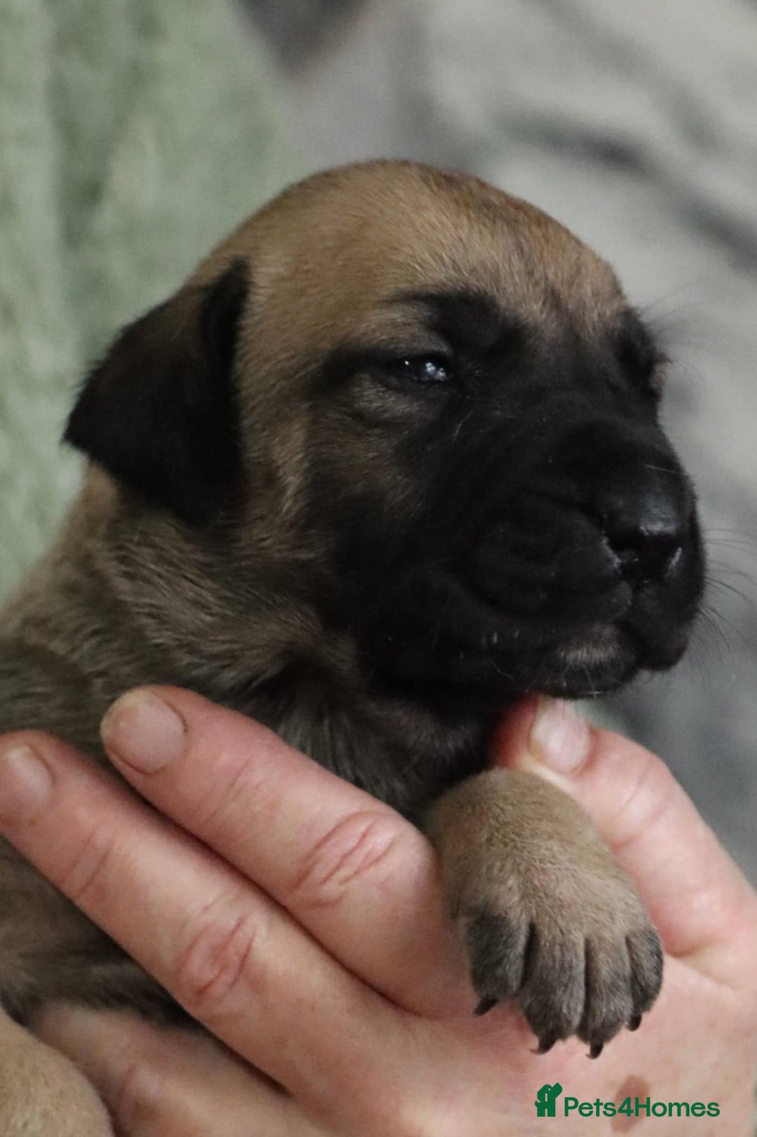 Presa Canario dogs for sale: Presa Canario pups  - Image 14