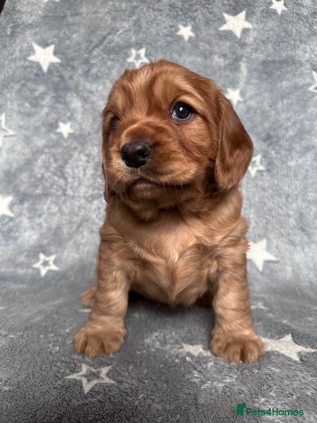 Mixed Breed dogs for sale: Golden Red Cockalier Puppies 1x boy 1x girl  - Advert 15