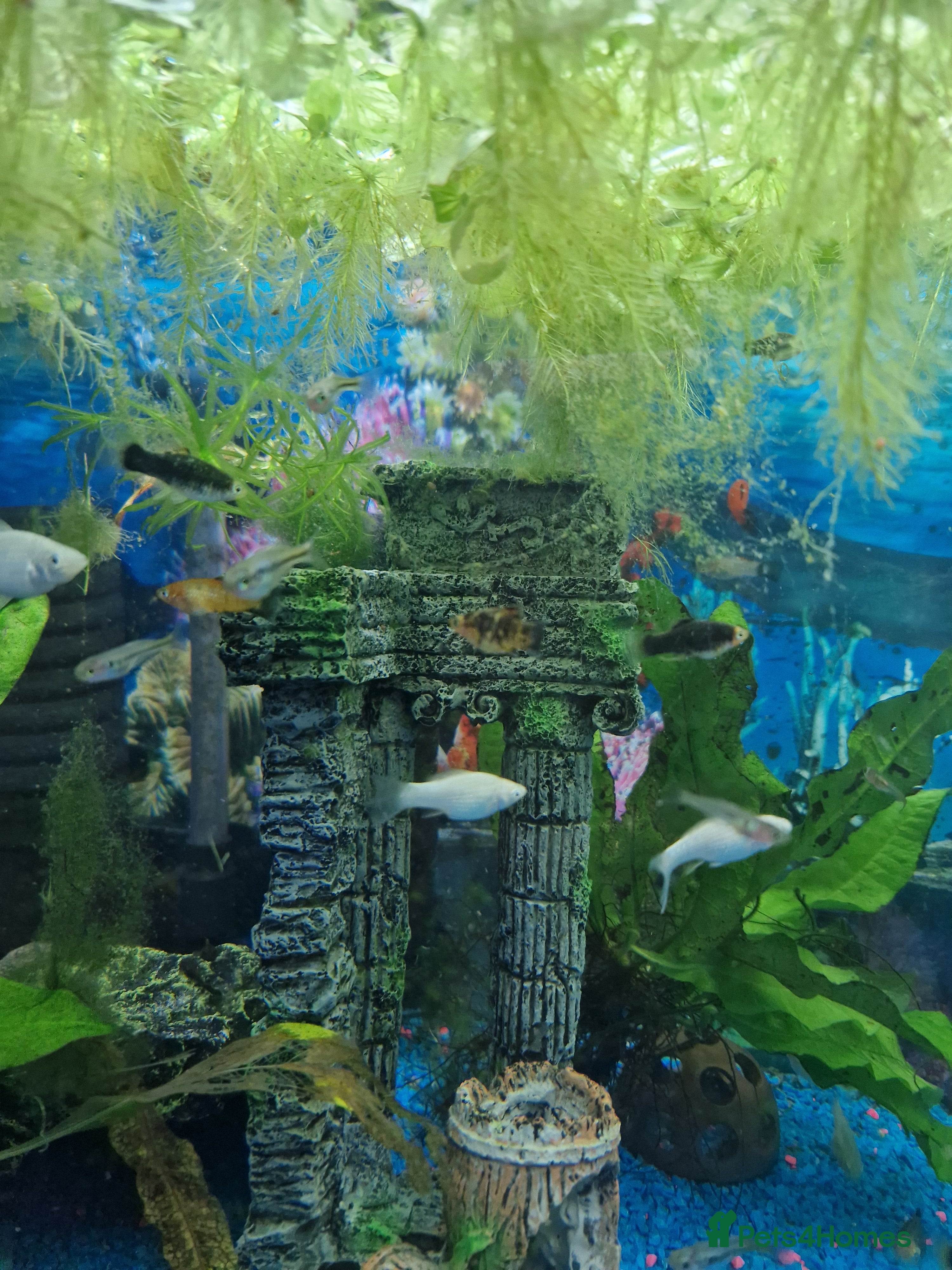 Mollies fish Beautiful white Mollys  - Advert 11