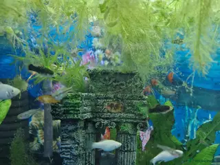 Mollies fish Beautiful white Mollys - Advert 11