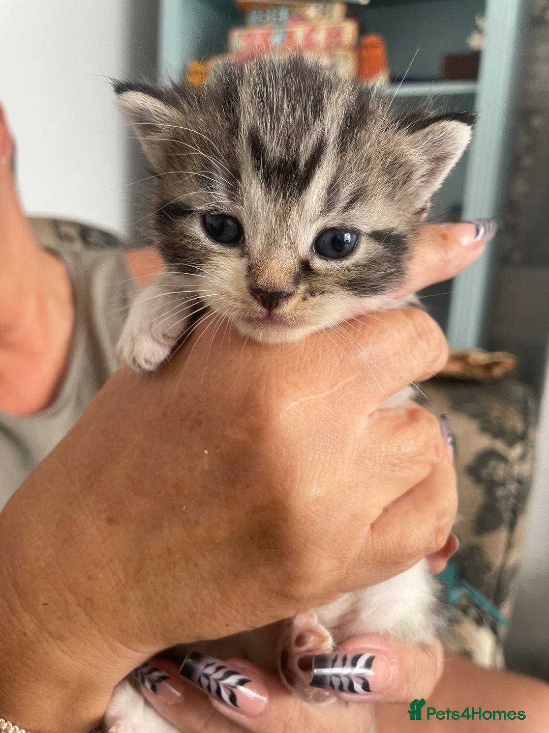 British Shorthair cats for sale: 2 4 week old British short hair cross kittens  - Image 2