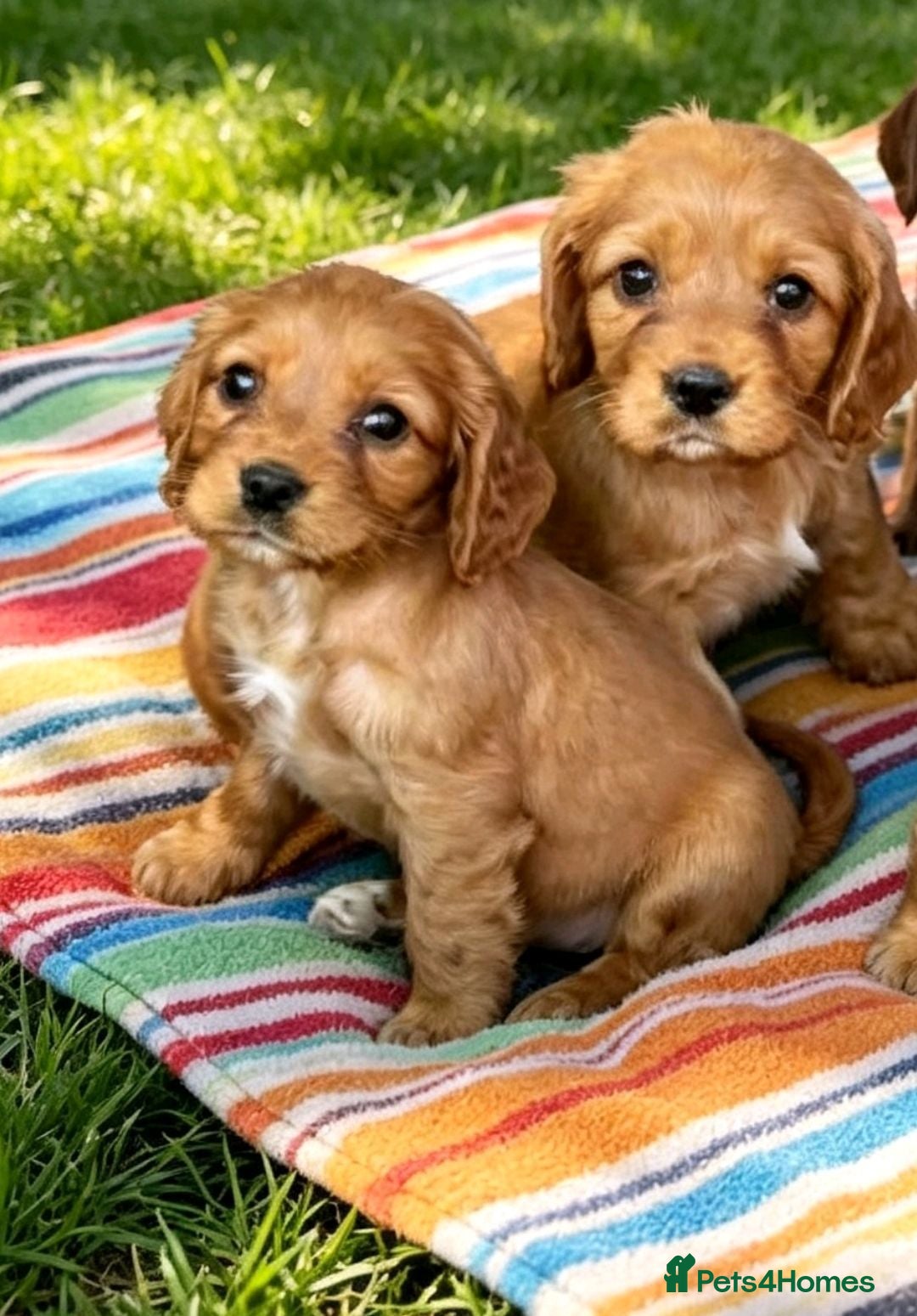 Cavalier King Charles Spaniel dogs Beautiful cavalier puppies  - Advert 1