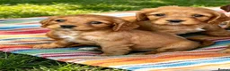 Cavalier King Charles Spaniel dogs for sale: Beautiful cavalier puppies  - Advert 2