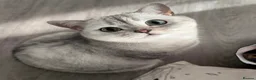 Scottish Fold cats for sale: purebred blue and lilac tortie Scottish folds  - Advert 3