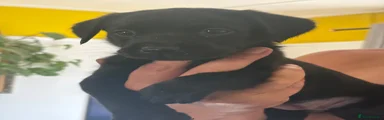 Labrador Retriever 2