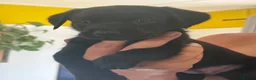 Labrador Retriever dogs for sale: Black Labradors 1 boy 3 girls  - Advert 4