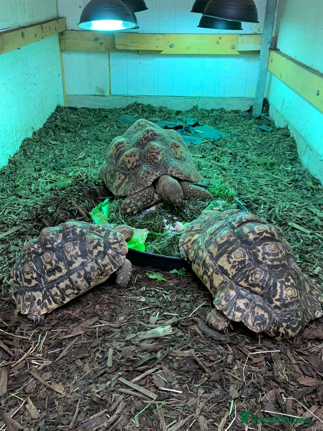 Tortoise reptiles for sale: Home for Unwanted Tortoises - Advert 2