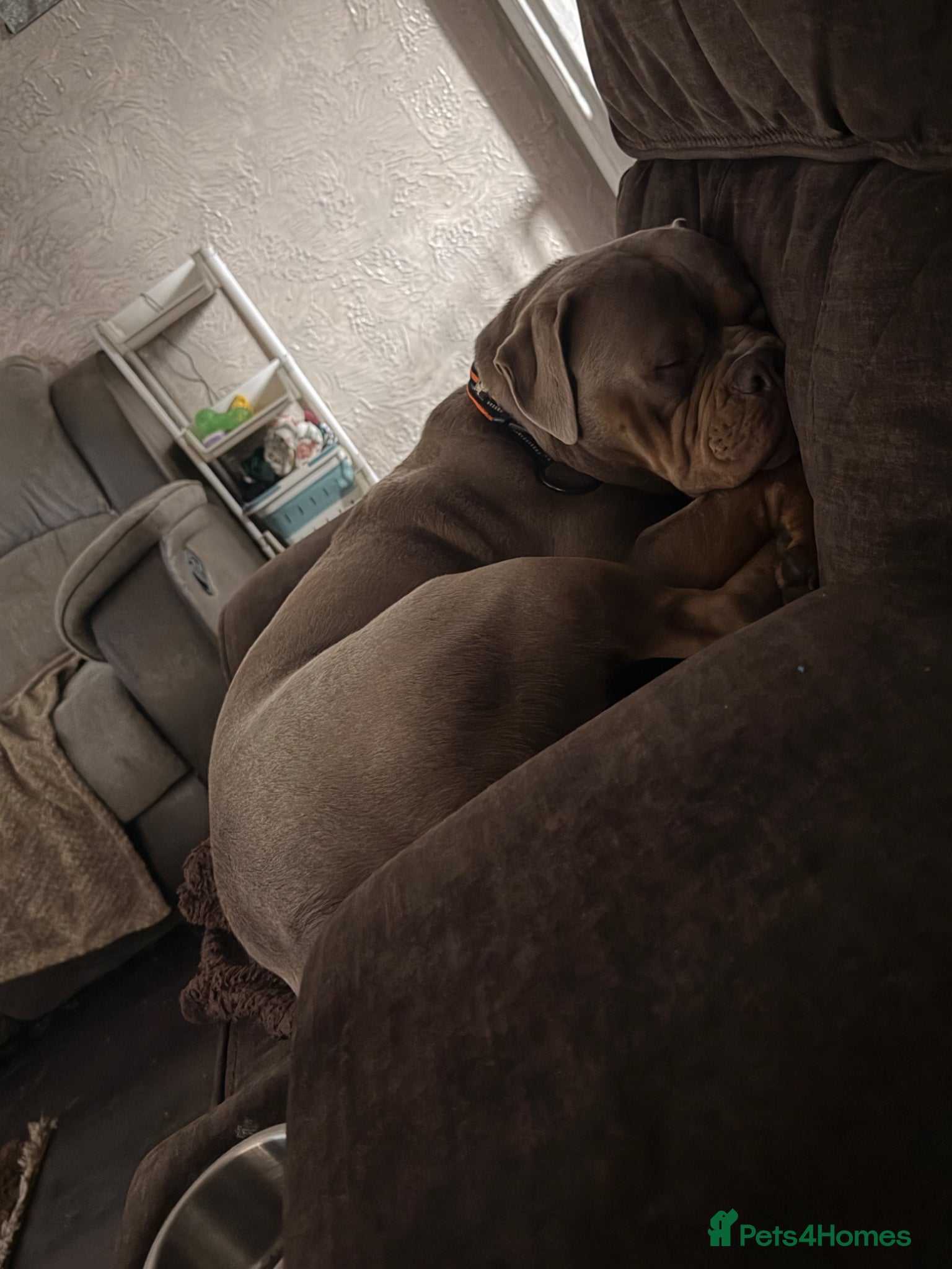 Mixed Breed dogs Olde English cross American bulldog - Advert 1