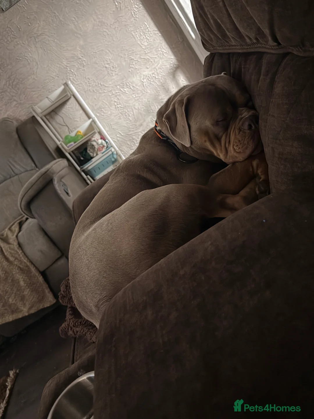 Mixed Breed dogs for sale: Olde English cross American bulldog in Wymondham - Advert 1