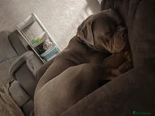 Mixed Breed dogs Olde English cross American bulldog - Advert 10