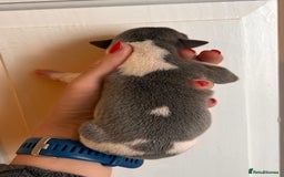 Whippet dogs for sale: Lovely petite Whippets - Image 9