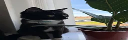 Mixed Breed cats for sale: LOVING TUXEDO - Advert 2