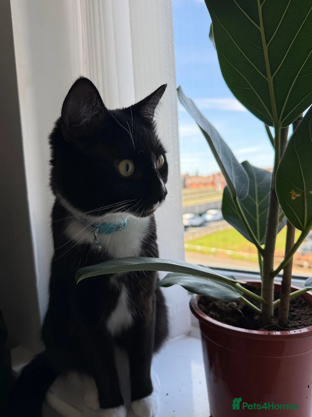 Mixed Breed cats for sale: LOVING TUXEDO - Advert 2
