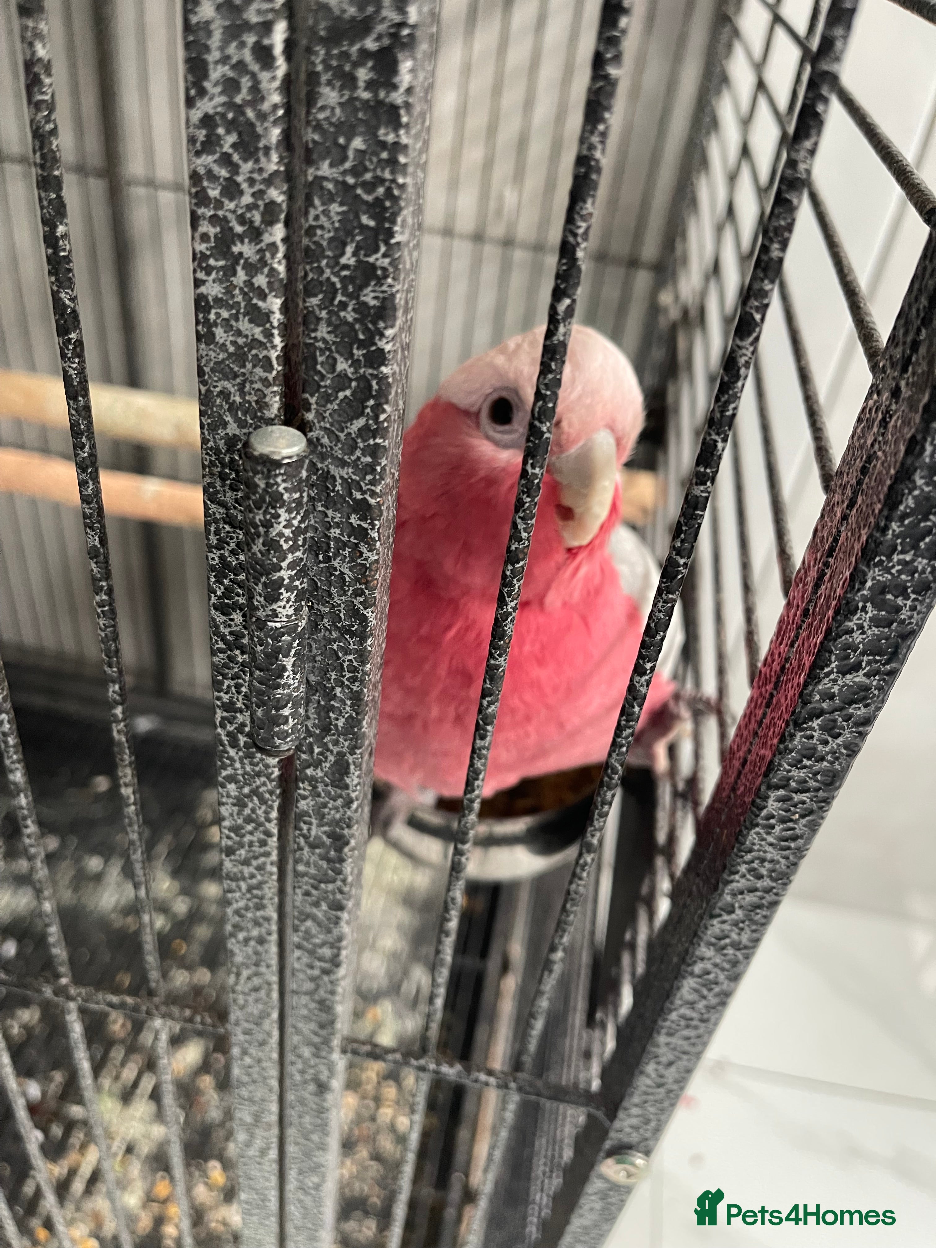 Cockatoo birds Galah cockatoo  - Advert 7