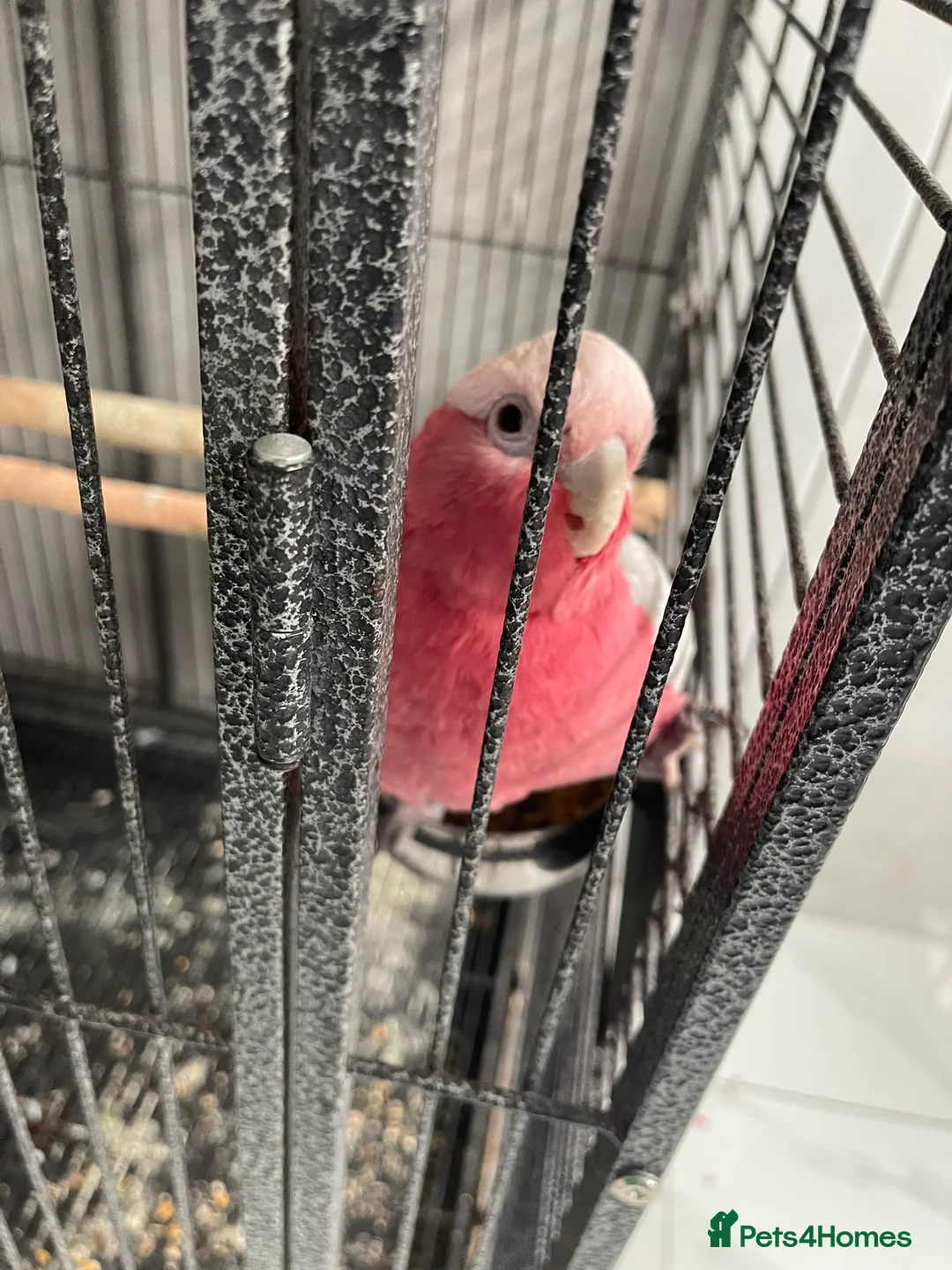 Cockatoo birds for sale: Galah cockatoo  - Advert 1