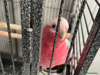 Cockatoo birds Galah cockatoo - Advert 10