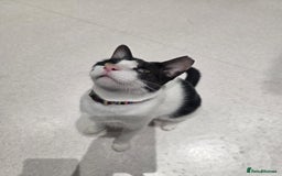 Arabian Mau cats for adoption: Beautiful Oreo - Image 9