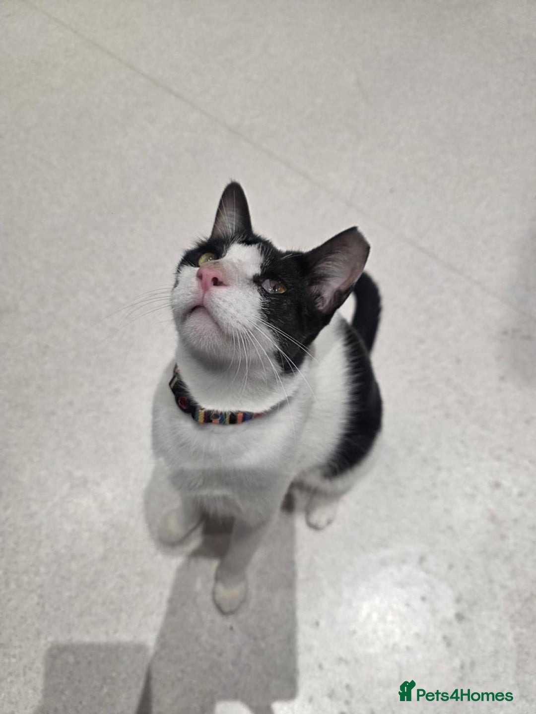Arabian Mau cats for adoption: Beautiful Oreo - Image 9