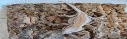 Gecko reptiles for sale: Gargoyle geckos - Advert 3