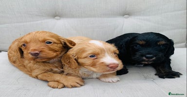 Cockapoo dogs - Advert 1