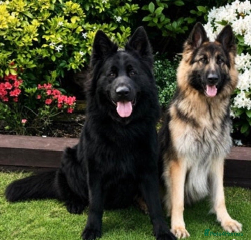 German Shepherd dogs KC German Shepherd puppies- Long established line - Advert 1