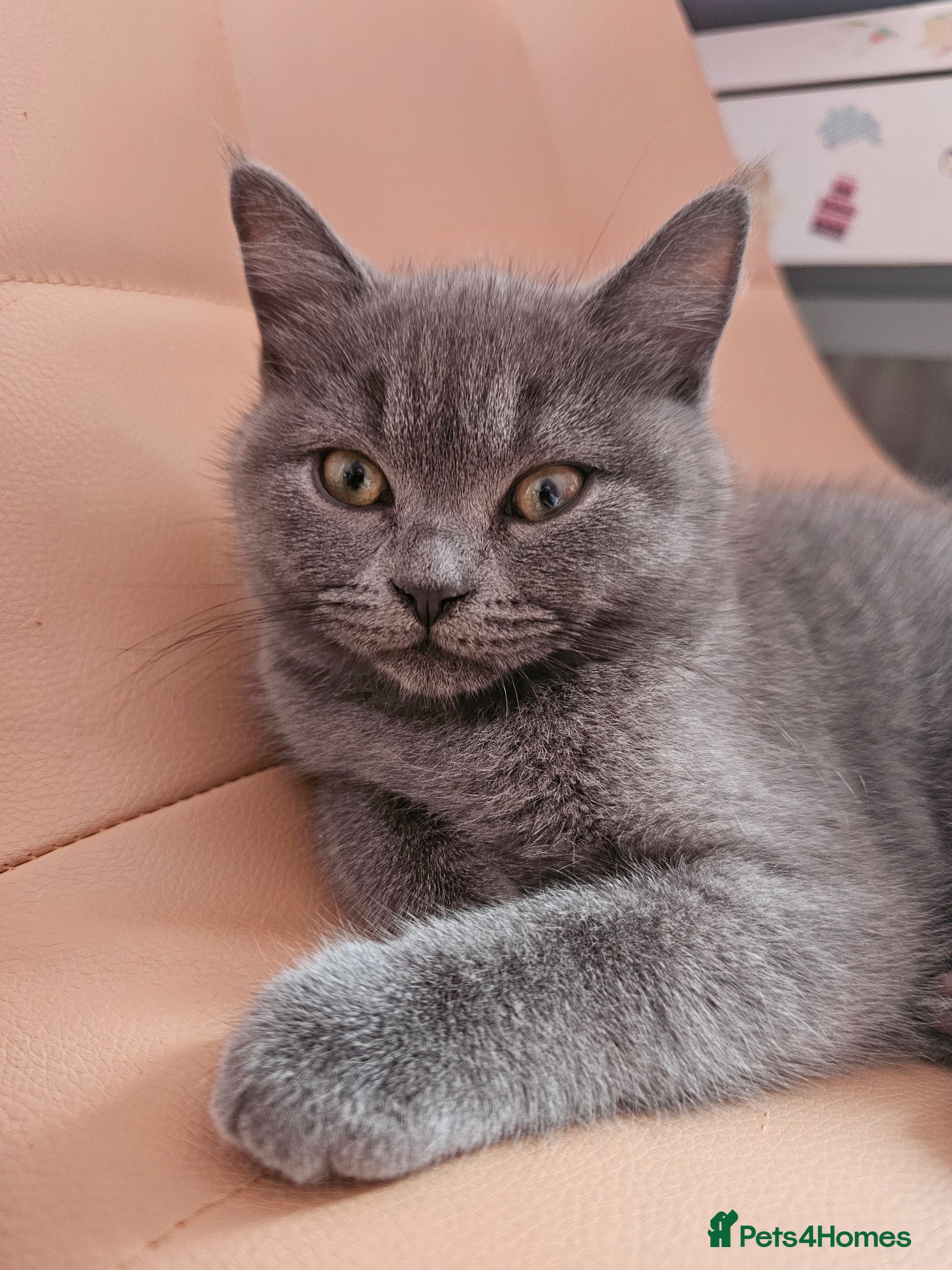 Mixed Breed cats ❤️ Stunning British Shorthair Blue Kittens ❤️ - Advert 18