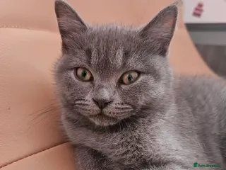 Mixed Breed cats ❤️ Stunning British Shorthair Blue Kittens ❤️ - Advert 18
