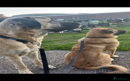 Anatolian Shepherd dogs for sale: 10.5 month old Anatolian mix kangal with a tin - Image 6