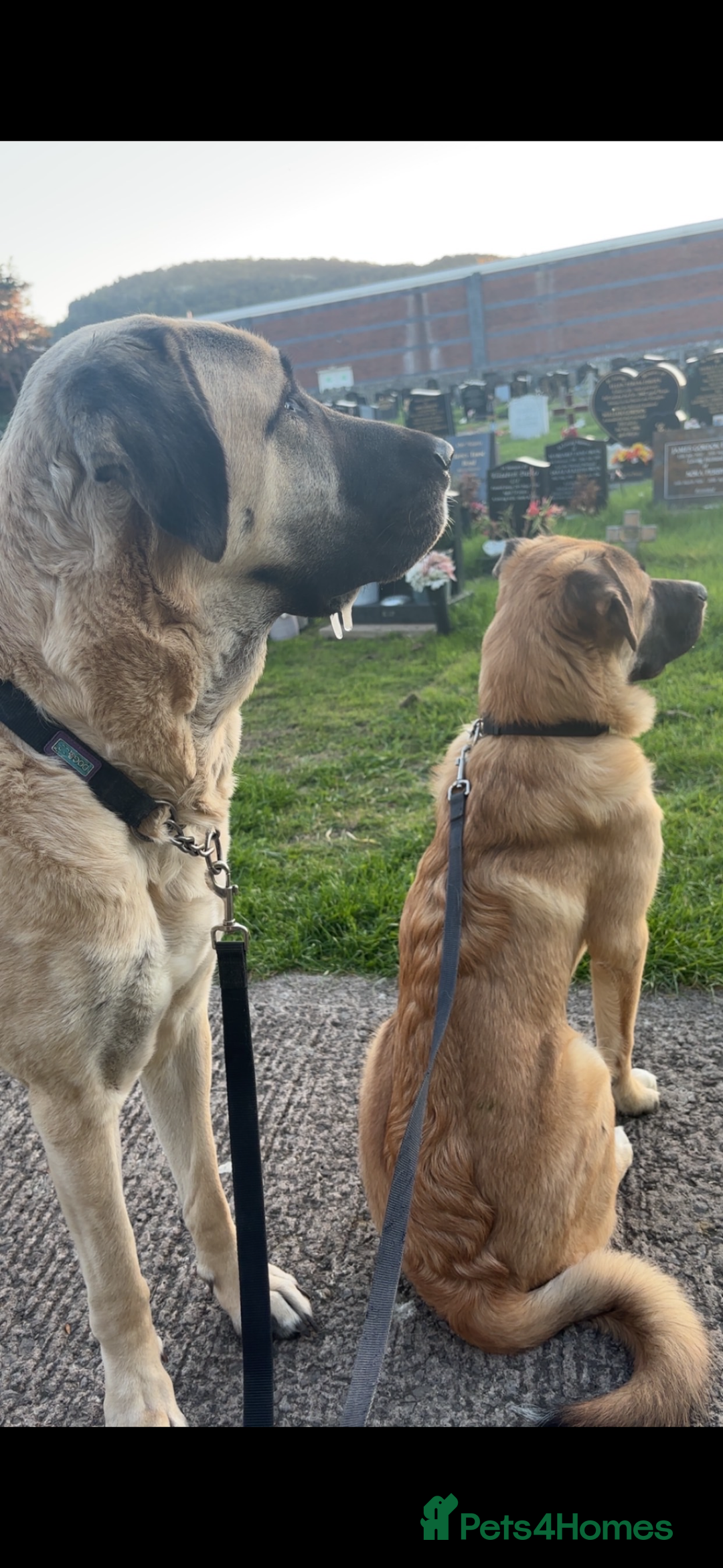 Anatolian Shepherd dogs for sale: 10.5 month old Anatolian mix kangal with a tin - Image 6