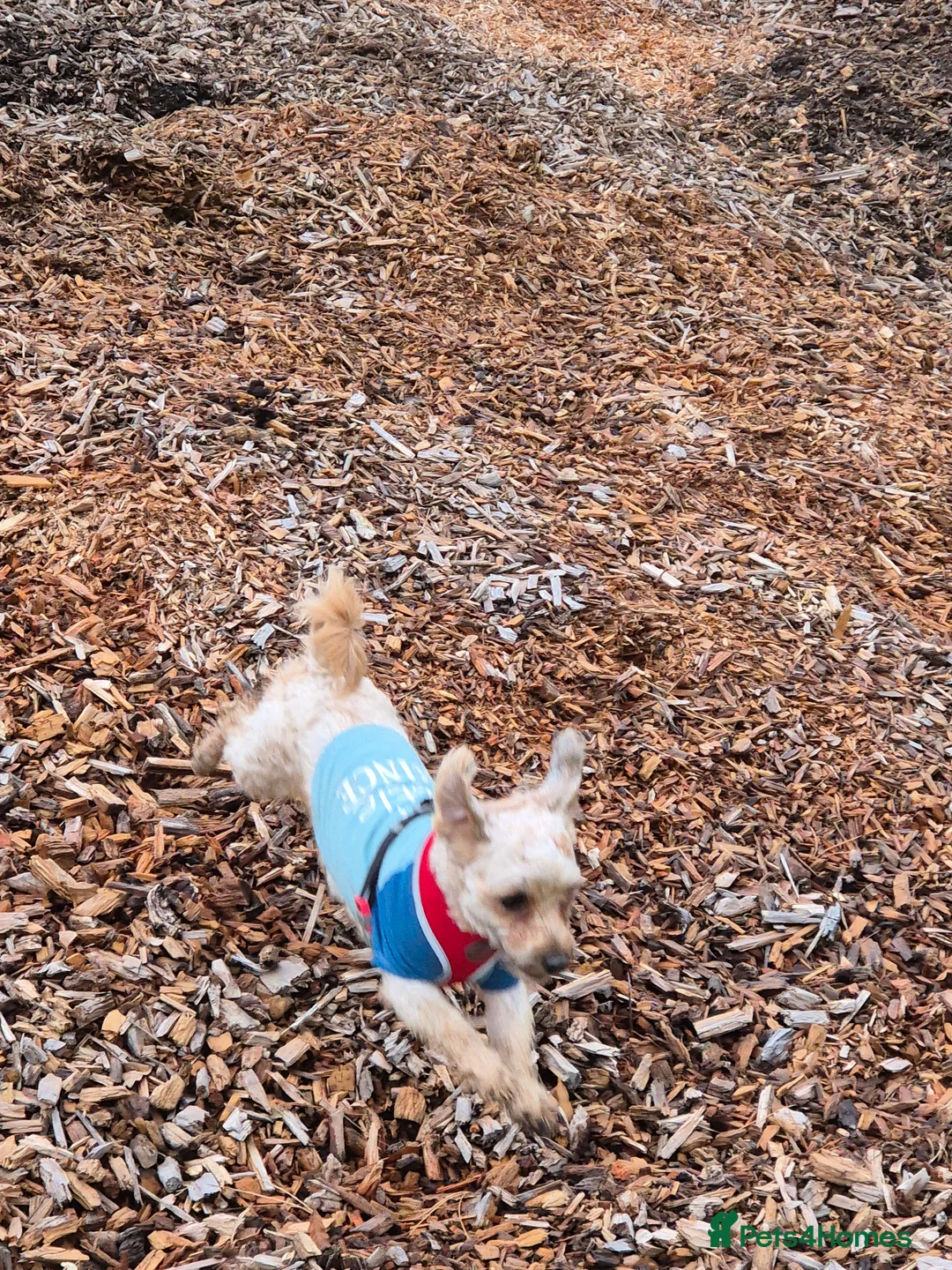 Chorkie dogs for sale: Little louie lovable cheeky affectionate boy - Advert 5