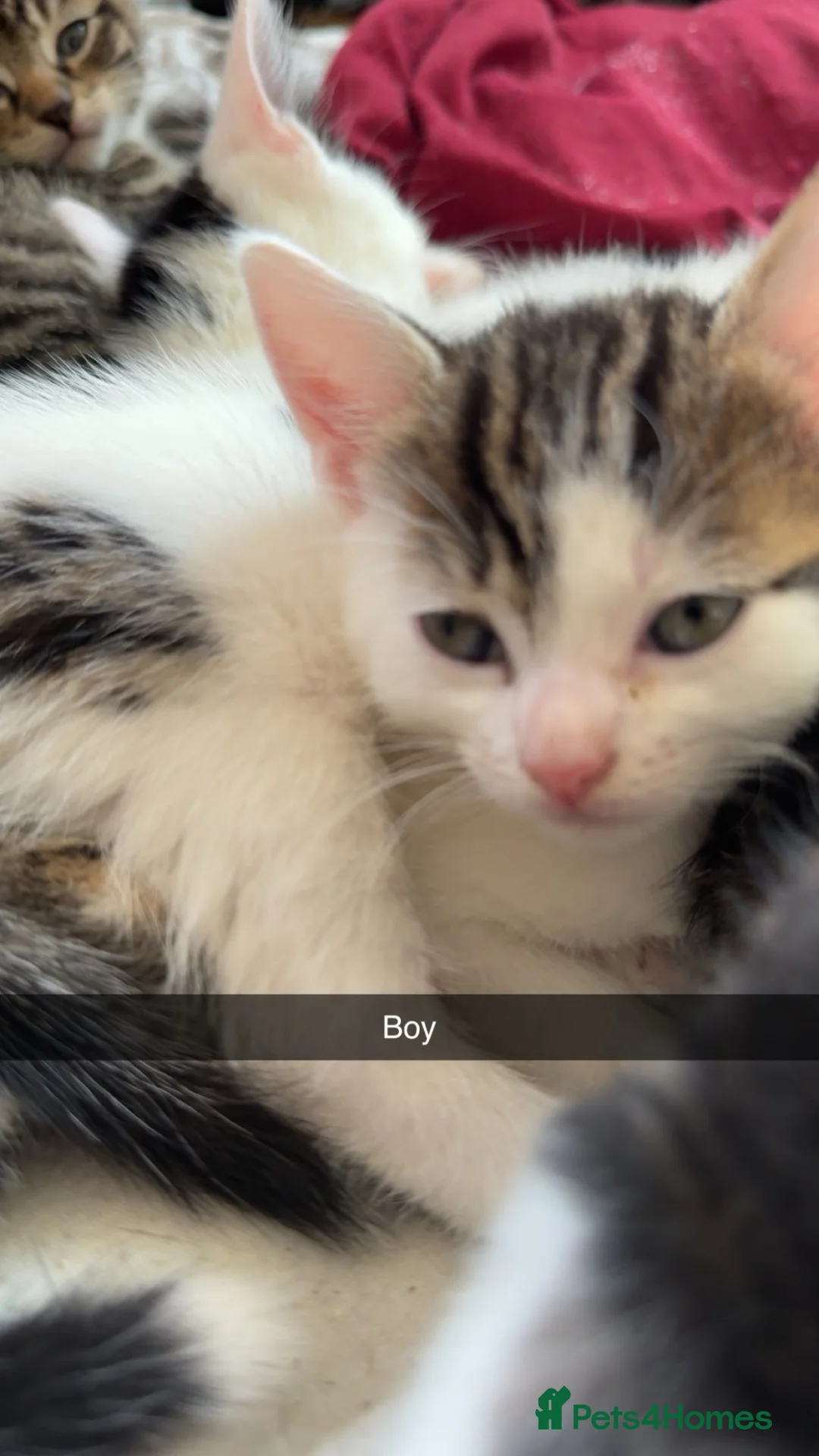 Mixed Breed cats for sale: Beautiful kittens for sale  - Advert 8