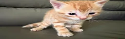 Mixed Breed cats for sale: Available Now - 2 Ginger & 1 Black Kitten - Advert 31