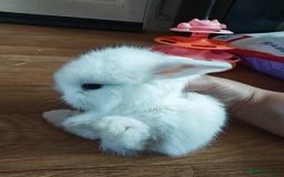Lionhead rabbits for sale: 4 baby Lionhead rabbits - Advert 12