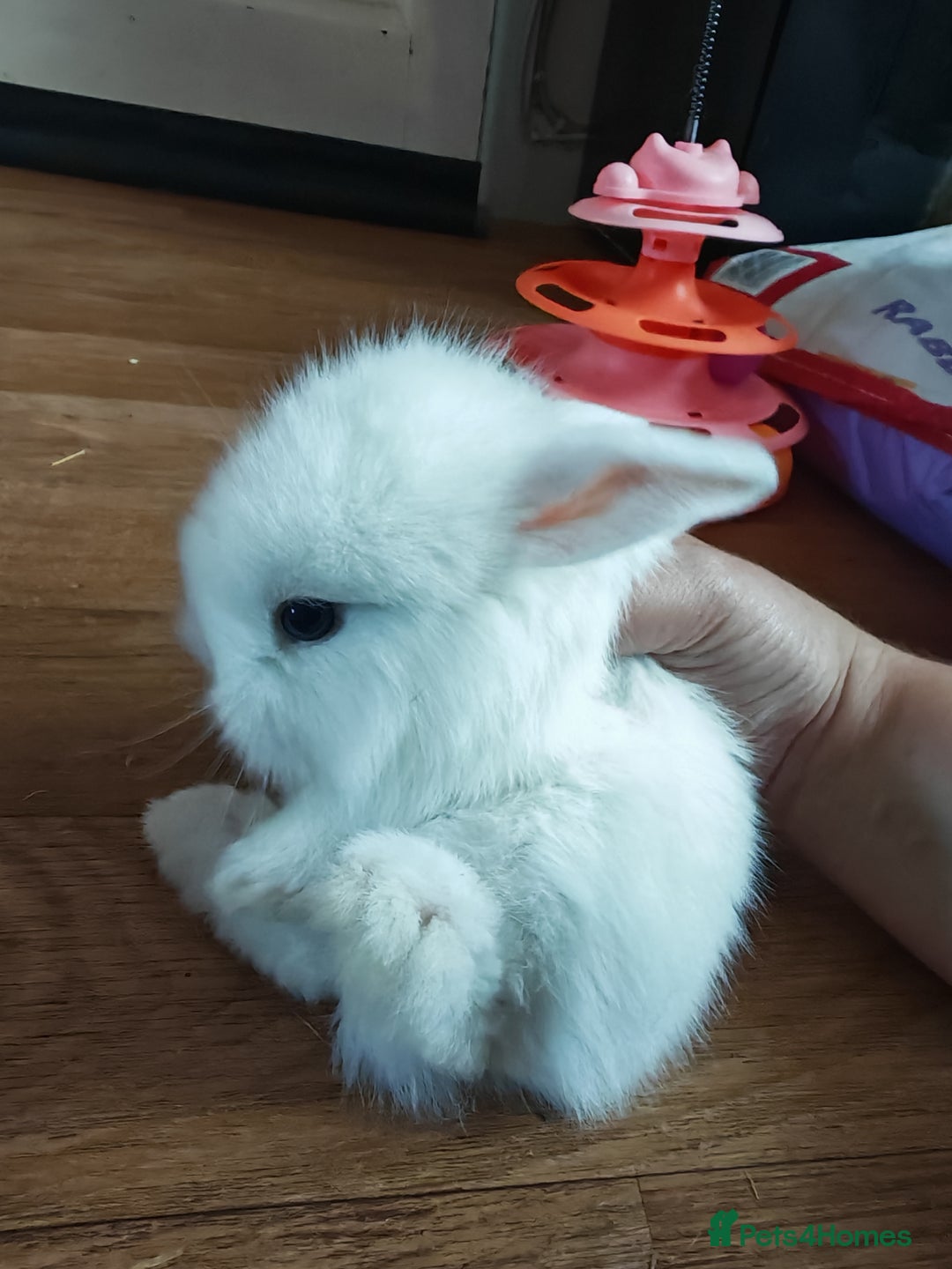 Lionhead rabbits for sale: 4 baby Lionhead rabbits - Advert 12