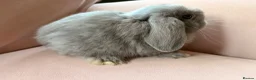 Mini Lop rabbits for sale: Pure mini lop bunnies reared indoors  - Advert 6