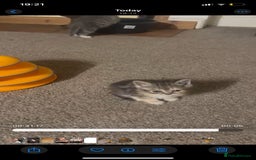 Persian cats for sale: Stunning half Exotic Persian kittens for sale.  - Image 14