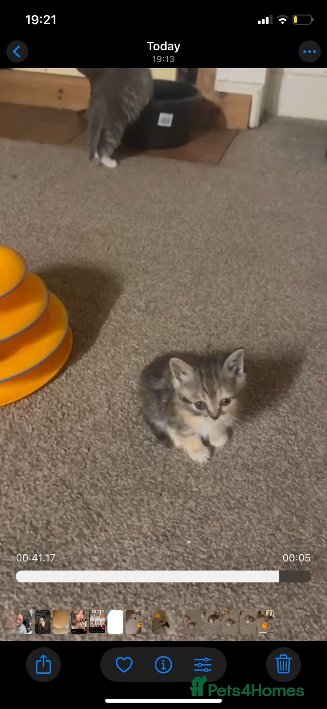 Persian cats for sale: Stunning half Exotic Persian kittens for sale.  - Image 14