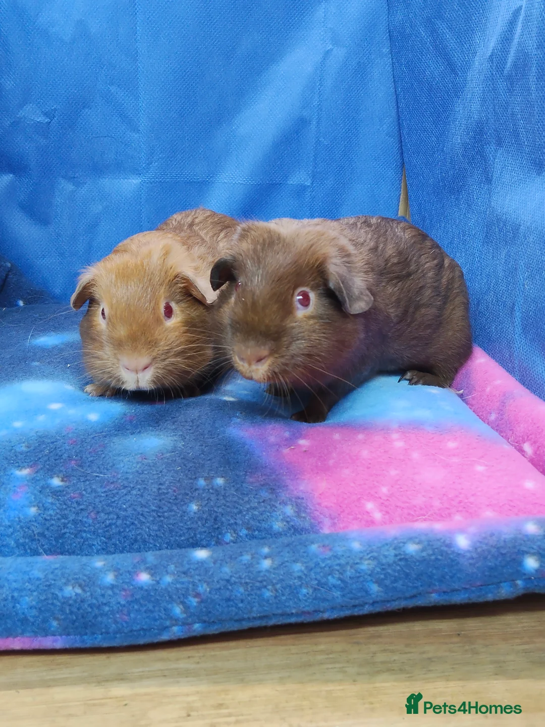 Guinea Pig rodents for sale: Guinea pigs  - Advert 9